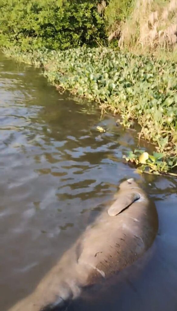 Localizan segundo manatí muerto en el río Coatzacoalcos en lo que va del 2026