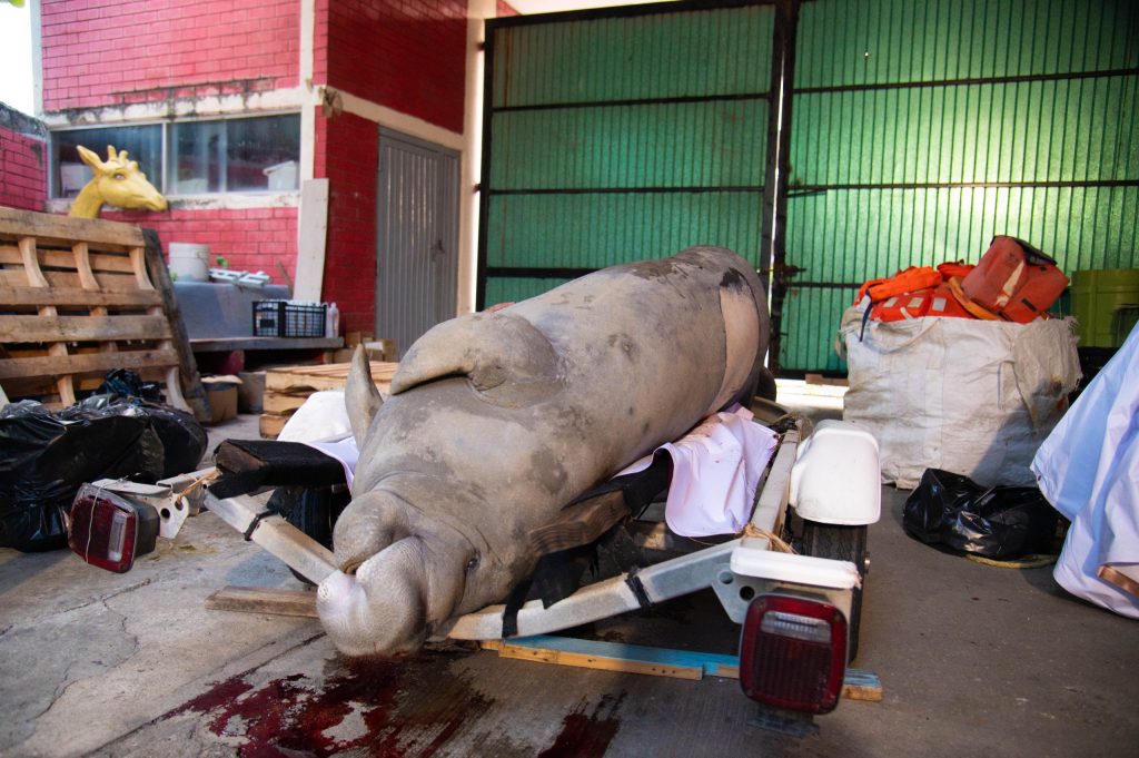 Confirma necrocirugía que manatí falleció por golpe de embarcación en Coatzacoalcos