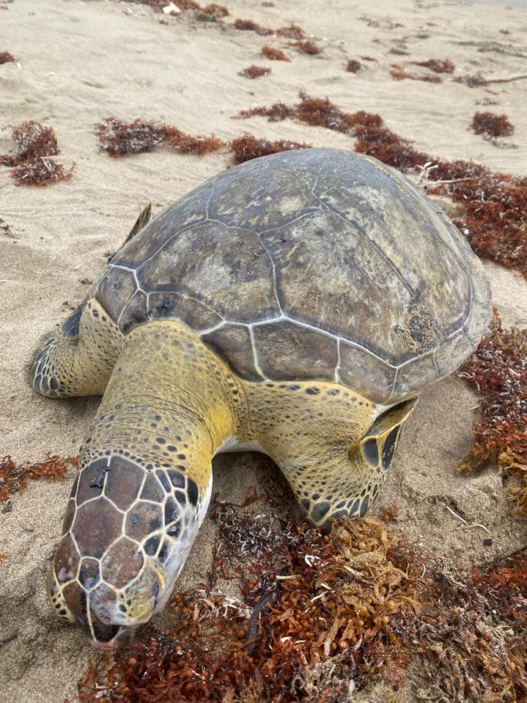 Recaló tortuga marina sin vida en Agua Dulce